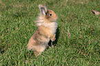 lion-headed rabbit in the meadow