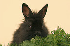 young black dwarf rabbit