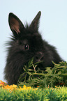 eating young dwarf rabbit