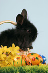 young black dwarf rabbit