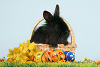 young black dwarf rabbit