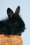 young black dwarf rabbit