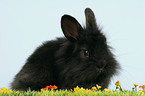 young black dwarf rabbit