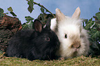 dwarf rabbits