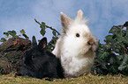 dwarf rabbits