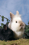 dwarf rabbits