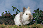 lion-headed rabbit