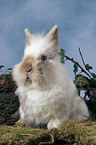 lion-headed rabbit