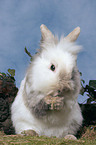 lion-headed rabbit is cleaning itself