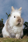 lion-headed rabbit