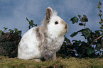 lion-headed rabbit