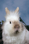 lion-headed rabbit