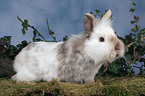 lion-headed rabbit