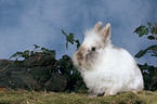 lion-headed rabbit