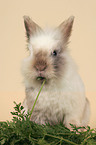 eating lion-headed rabbit