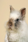 lion-headed rabbit