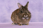 lion-headed rabbit