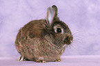 lion-headed rabbit