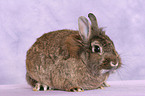 lion-headed rabbit