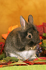 lion-headed rabbit is cleaning itself