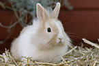 dwarf rabbit