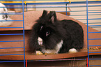 dwarf rabbit