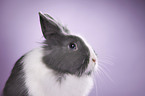 lionhead rabbit