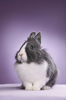 lionhead rabbit