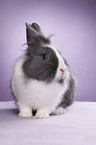 lionhead rabbit