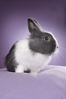 lionhead rabbit