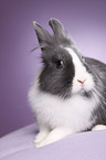 lionhead rabbit