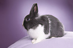 lionhead rabbit