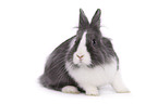 lionhead rabbit