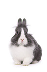 lionhead rabbit