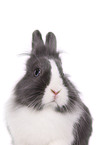 lionhead rabbit