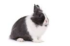 lionhead rabbit