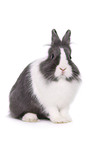 lionhead rabbit