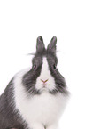 lionhead rabbit