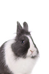 lionhead rabbit