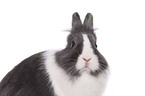 lionhead rabbit