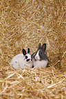 lionhead rabbit