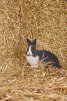 lionhead rabbit