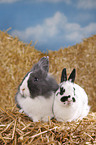 lionhead rabbit