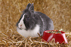 lionhead rabbit