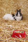 lionhead rabbit