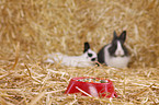 lionhead rabbit