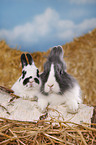 lionhead rabbit