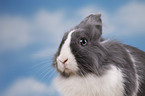 lionhead rabbit