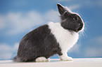 lionhead rabbit