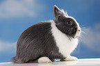 lionhead rabbit